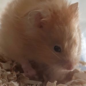 Meet your Posher, Aionexx